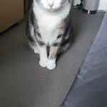 Khaleesi Mon Chat  Européen Femelle stérilisée - Garde d'animaux à domicile