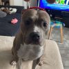 Images de profil de Déborah - Blooming Pets - Petsitting et garde d'animaux à domicile