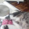 Images de profil de Déborah - Blooming Pets - Petsitting et garde d'animaux à domicile