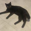 Images de profil de Déborah - Blooming Pets - Petsitting et garde d'animaux à domicile