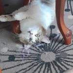 Roucky Mon Chat  Angora Turc Mâle stérilisé - Garde d'animaux à domicile