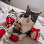 Saxo Mon Chat  European Shorthair (Européen) Mâle stérilisé - Garde d'animaux à domicile