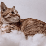 Paprika Mon Chat  European Shorthair (Européen) Mâle stérilisé - Garde d'animaux à domicile