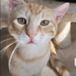 Damon Mon Chat  European Shorthair (Européen) Mâle stérilisé - Garde d'animaux à domicile