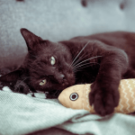 Noé Mon Chat  European Shorthair (Européen) Mâle stérilisé - Garde d'animaux à domicile