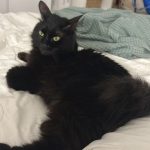 Macha Mon Chat  European Shorthair (Européen) Femelle stérilisée - Garde d'animaux à domicile