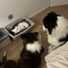 Images de profil de Delphine - Blooming Pets - Petsitting et garde d'animaux à domicile