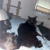 Images de profil de Delphine - Blooming Pets - Petsitting et garde d'animaux à domicile