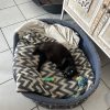 Images de profil de Delphine - Blooming Pets - Petsitting et garde d'animaux à domicile