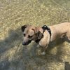Images de profil de Delphine - Blooming Pets - Petsitting et garde d'animaux à domicile