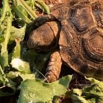 Nugget Ma Tortue  Grecque Indéterminé - Garde d'animaux à domicile