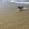 Images de profil de Anita - Blooming Pets - Petsitting et garde d'animaux à domicile