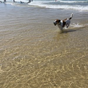 Images de profil de Anita - Blooming Pets - Petsitting et garde d'animaux à domicile