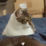 Pinko Mon Chat  Européen Femelle - Garde d'animaux à domicile