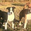 Images de profil de MEREDITH - Blooming Pets - Petsitting et garde d'animaux à domicile