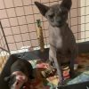 Images de profil de MEREDITH - Blooming Pets - Petsitting et garde d'animaux à domicile