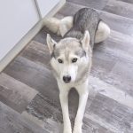 Yoki Yoki Mon Chien Siberian Husky MĂąle - Garde d'animaux Ă domicile