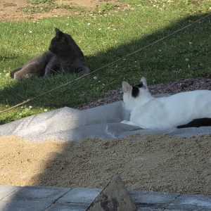 Images de profil de Ludivine - Blooming Pets - Petsitting et garde d'animaux à domicile