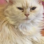 Dior Mon Chat  Ragdoll Mâle - Garde d'animaux à domicile