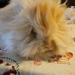 Bunny Mon Lapin  Angora Anglais Femelle - Garde d'animaux à domicile