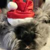 Images de profil de Sandrine - Blooming Pets - Petsitting et garde d'animaux à domicile