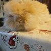 Images de profil de Sandrine - Blooming Pets - Petsitting et garde d'animaux à domicile