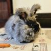 Images de profil de Sandrine - Blooming Pets - Petsitting et garde d'animaux à domicile