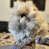 Images de profil de Sandrine - Blooming Pets - Petsitting et garde d'animaux à domicile
