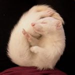 Amendine - Blooming Pets - Petsitting et garde d'animaux à domicile