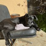 Ubbé Mon Chien  Dogue Allemand Mâle - Garde d'animaux à domicile