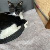 Images de profil de Jessica - Blooming Pets - Petsitting et garde d'animaux à domicile