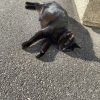 Images de profil de Jessica - Blooming Pets - Petsitting et garde d'animaux à domicile