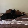 Images de profil de Jessica - Blooming Pets - Petsitting et garde d'animaux à domicile