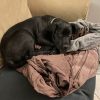 Images de profil de Jessica - Blooming Pets - Petsitting et garde d'animaux à domicile
