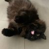 Images de profil de Justine - Blooming Pets - Petsitting et garde d'animaux à domicile