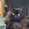 Images de profil de Justine - Blooming Pets - Petsitting et garde d'animaux à domicile