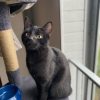 Images de profil de Justine - Blooming Pets - Petsitting et garde d'animaux à domicile