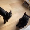 Images de profil de Justine - Blooming Pets - Petsitting et garde d'animaux à domicile
