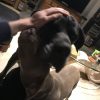 Images de profil de Gautier - Blooming Pets - Petsitting et garde d'animaux à domicile