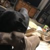 Images de profil de Gautier - Blooming Pets - Petsitting et garde d'animaux à domicile