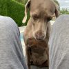Images de profil de Gautier - Blooming Pets - Petsitting et garde d'animaux à domicile
