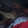 Images de profil de Dolovan - Blooming Pets - Petsitting et garde d'animaux à domicile
