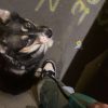Images de profil de Dolovan - Blooming Pets - Petsitting et garde d'animaux à domicile