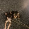 Images de profil de Dolovan - Blooming Pets - Petsitting et garde d'animaux à domicile