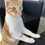 Skitty Mon Chat  Européen Femelle - Garde d'animaux à domicile