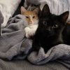Images de profil de Dorian - Blooming Pets - Petsitting et garde d'animaux à domicile