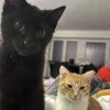 Images de profil de Dorian - Blooming Pets - Petsitting et garde d'animaux à domicile