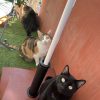 Images de profil de Dorian - Blooming Pets - Petsitting et garde d'animaux à domicile