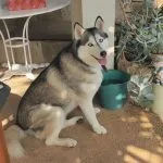 Trixie Mon Chien  Siberian Husky Femelle - Garde d'animaux à domicile