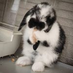Blacky Mon Lapin  Bélier nain Femelle - Garde d'animaux à domicile